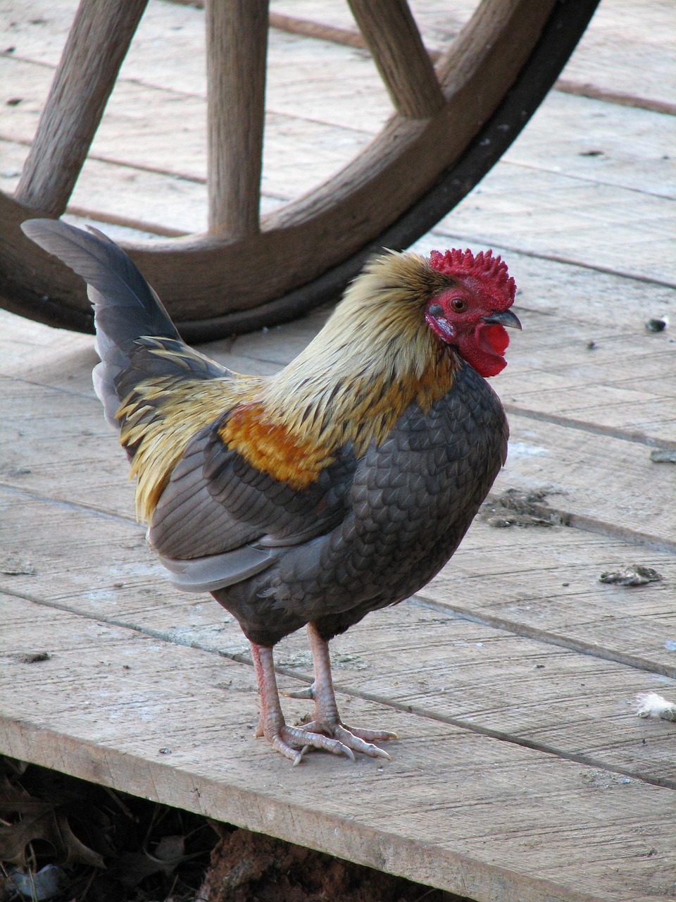chicken, rooster, hens, bird, chickens, birds, nature, roosters, gray chicken